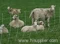 Sheep fence