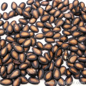 melon seed