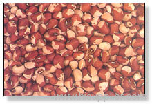 Cowpea