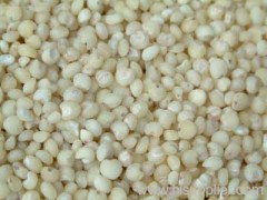 Sorghum