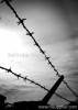 barbed wire