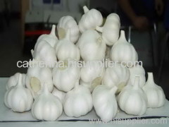 2010 new Fresh Garlic