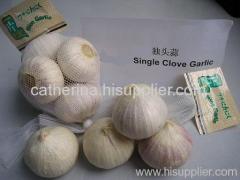 2010 new Fresh Garlic