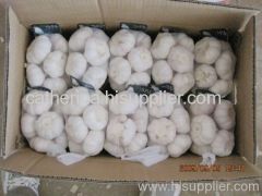 FRESH PURE WHITE GARLIC