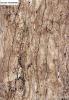 walnut travertine stone