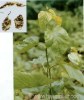 Mulberry Leaf Extract