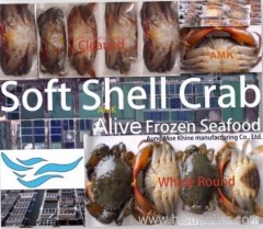 frozen Soft Shell mud Crab