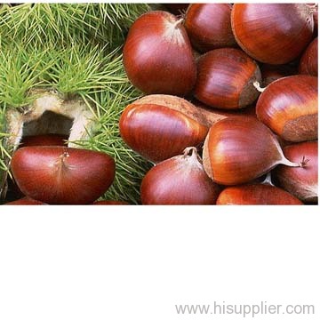 chestnut