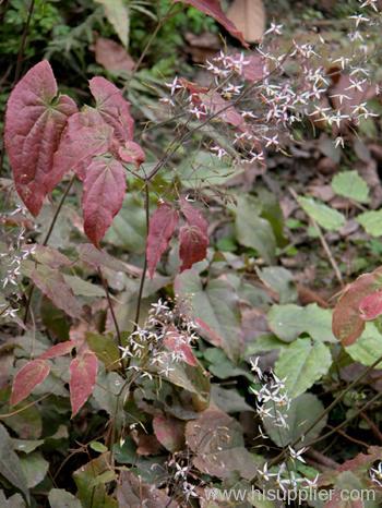 Epimedium extract GMP