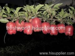 Red apple fresh Huaniu apple