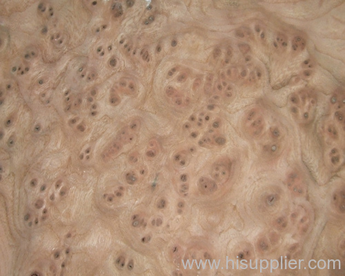 Elm burl veneer