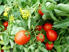 Manasi Tomato Industry Limited