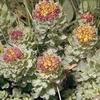 Rhodiola Rosea P.E.