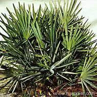 Saw Palmetto P.E.