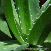 Aloe Vera P.E.