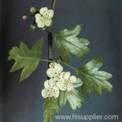 Hawthorn Leaf P.E.Crataegus pinnatifida Bge.HTL-Vitexin-2