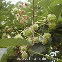 Horse Chestnut P.E.Aesculus hippocastanum