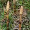 Horsetail P.E.Equisetum arvense.Organic Silica 7%