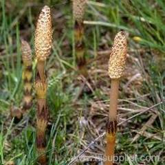 Horsetail P.E.Equisetum arvense.Organic Silica 7%