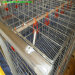 Ladder Chicken Cage