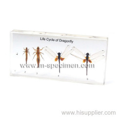 Dragonflies+life+cycle+for+kids