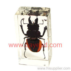 Insect Amber Paperweights