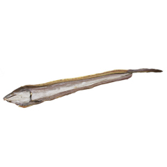 Roasted Seasoned Eel