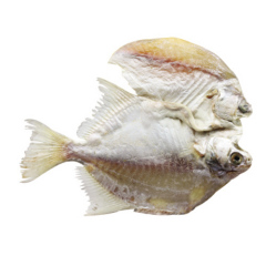 Silvery Pomfret