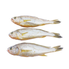 Frozen Yellow Croaker