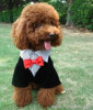 petwear pet clothes pet clothing pet wear pet dress