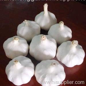 fresh china garlic