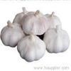 normal white garlic