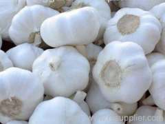 pure white garlic