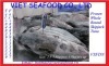 WHOLE ROUND FROZEN SKIPJACK TUNA