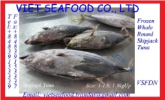 WHOLE ROUND FROZEN SKIPJACK TUNA