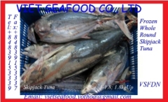 WHOLE ROUND FROZEN SKIPJACK TUNA