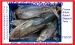 skipjack tuna