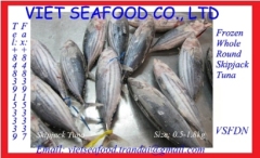 WHOLE ROUND FROZEN SKIPJACK TUNA