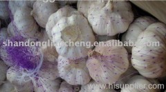 Chinese red garlic