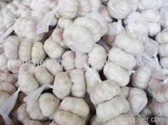 China normal white garlic