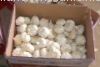 Chinese normal white garlic