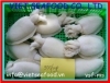 Frozen IQF Whole Cleaned Cuttlefish