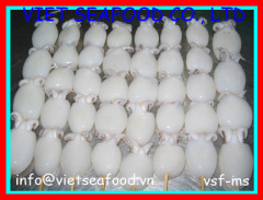 Frozen IQF Whole Cleaned Cuttlefish