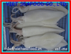 Block Frozen Whole Cleaned Loligo Squid