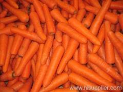 fresh Carrot
