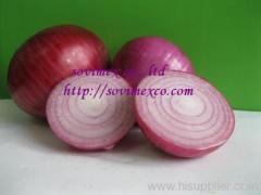 fresh onion