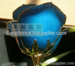 24k gold plated natural rose