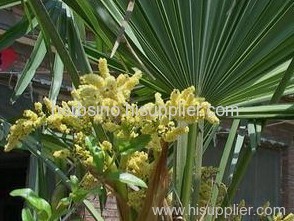 saw palmetto extract