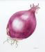 Red onion