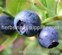 bilberry extract